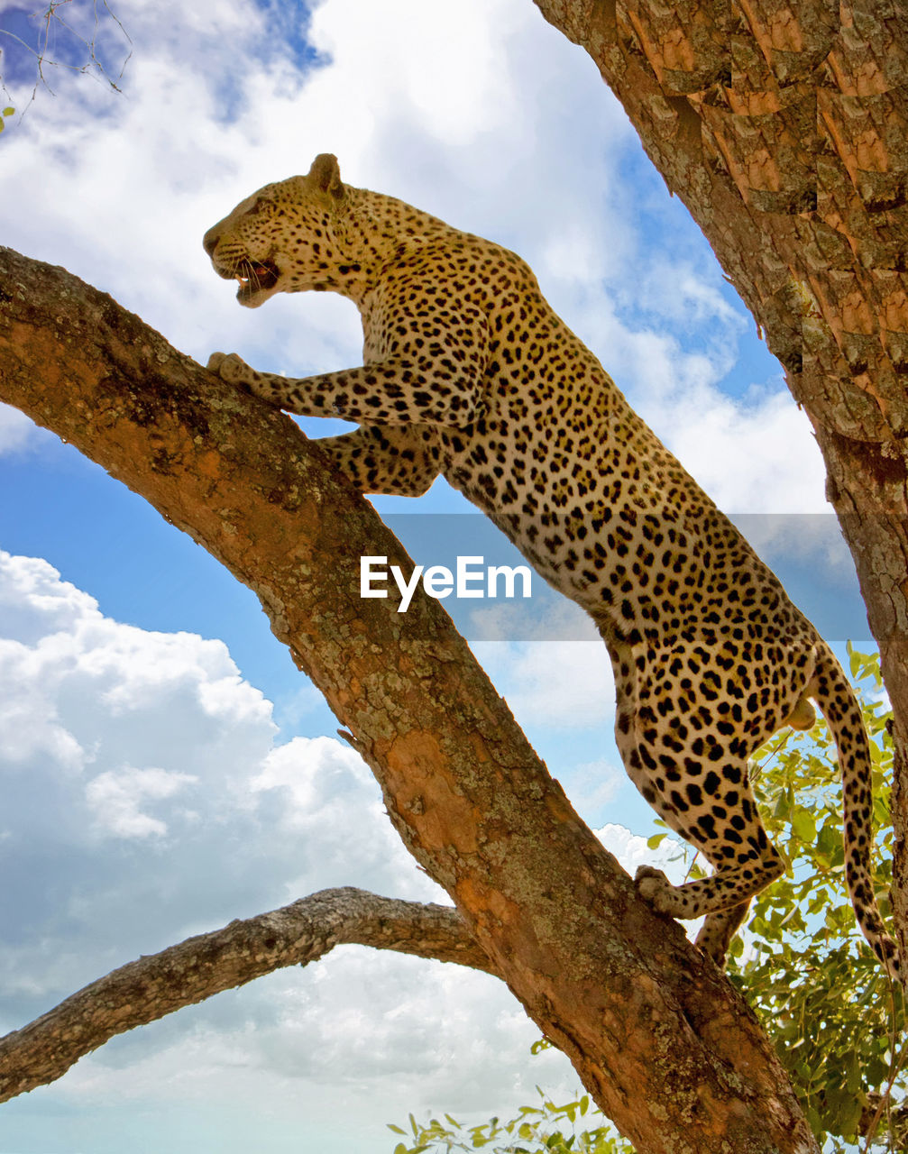 Leopard climbing a tree