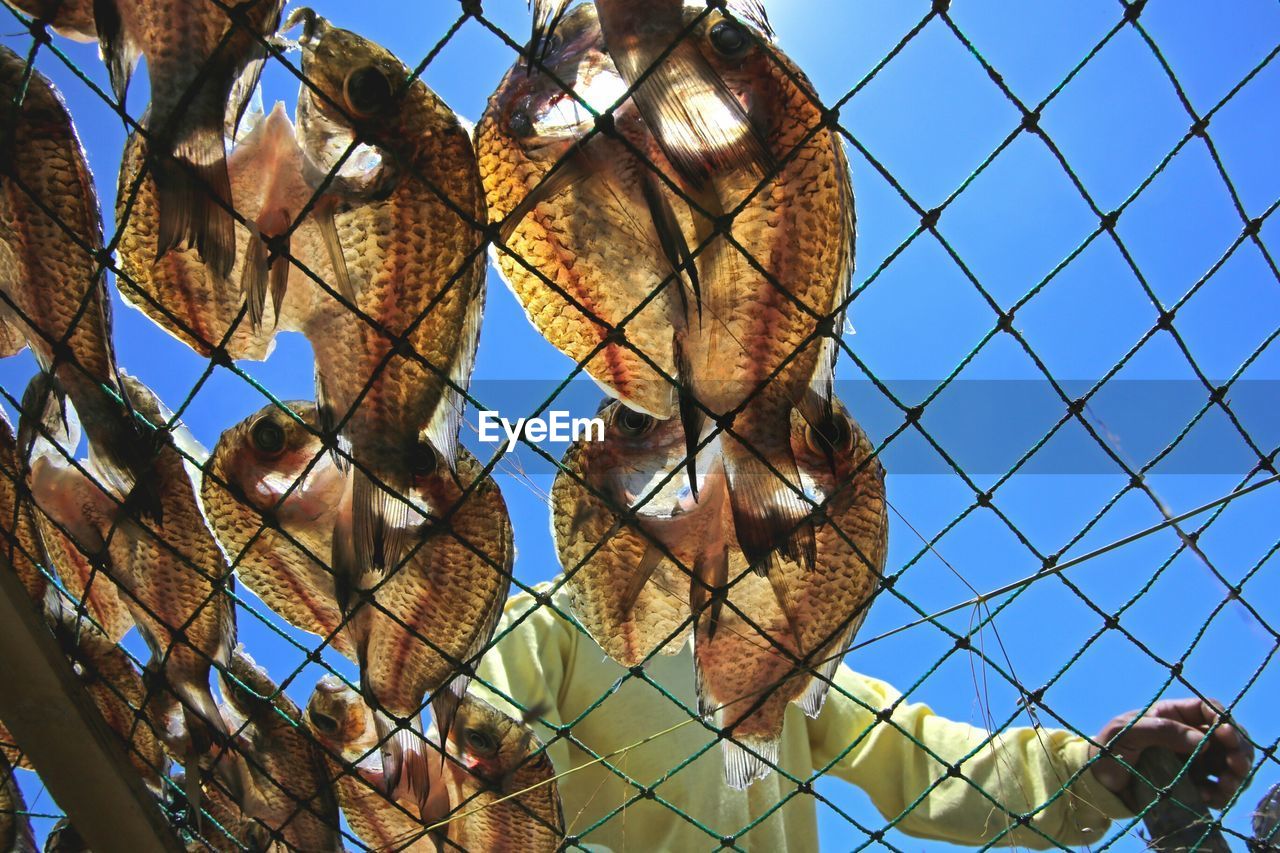 Low angle view of fisherman drying fish on net against sky