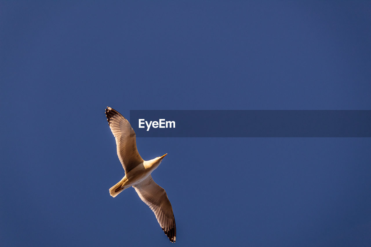 Low angle view of seagull flying against clear blue sky