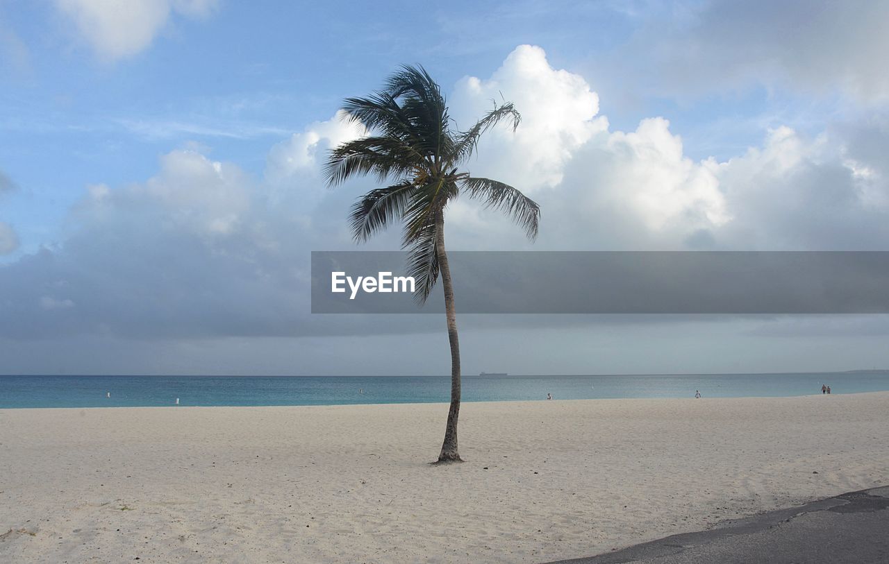 Palm tree on beach against sky