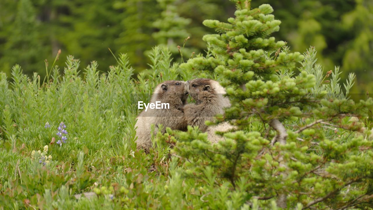 Marmots amidst plants