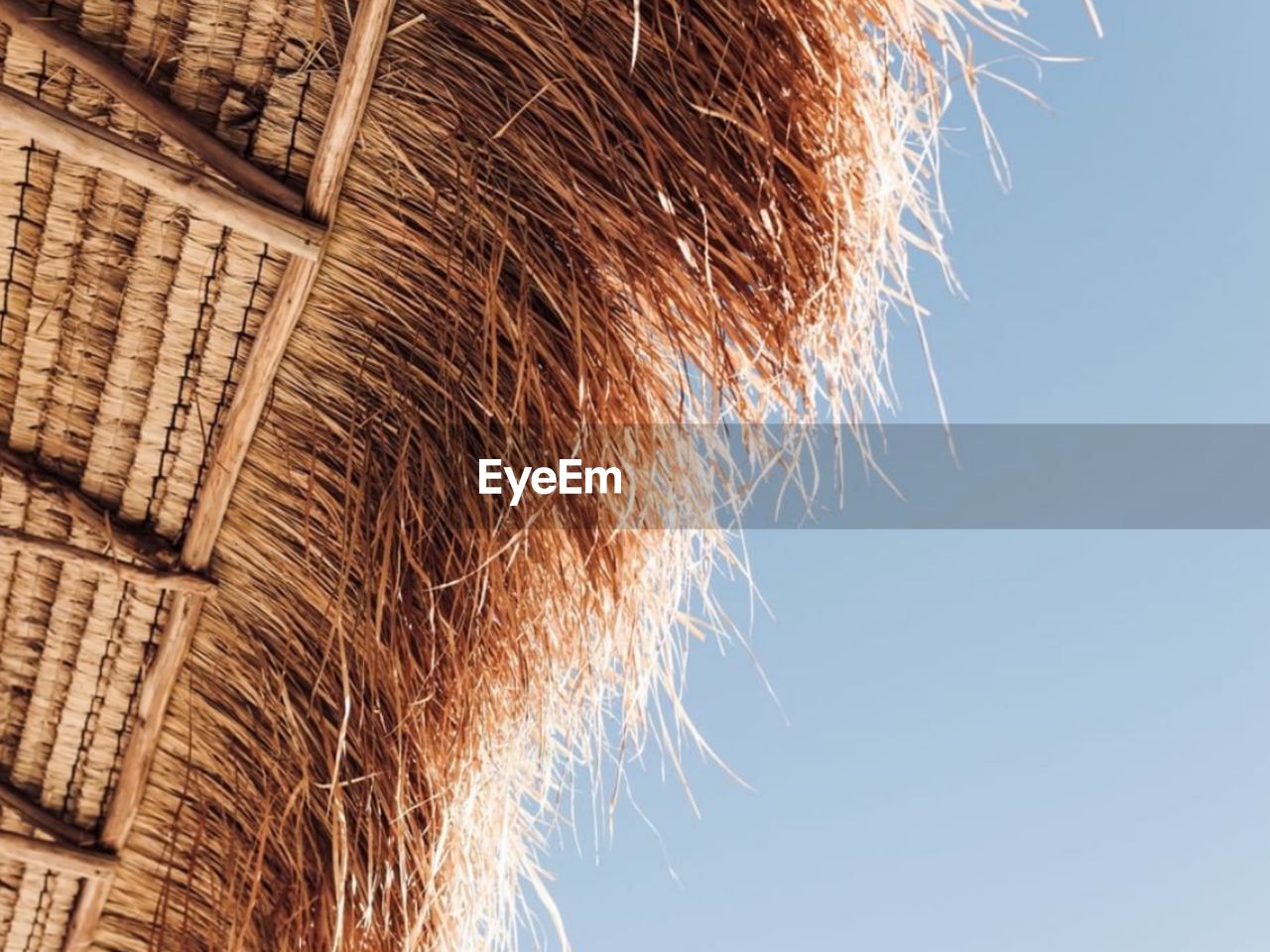 Low angle view of a plant against the sky