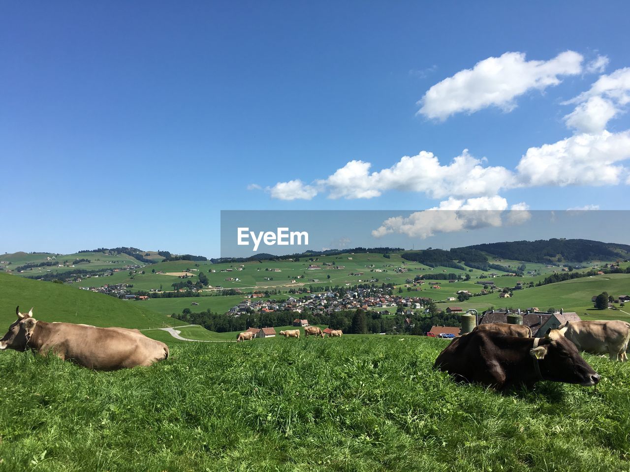 VIEW OF SHEEP ON FIELD