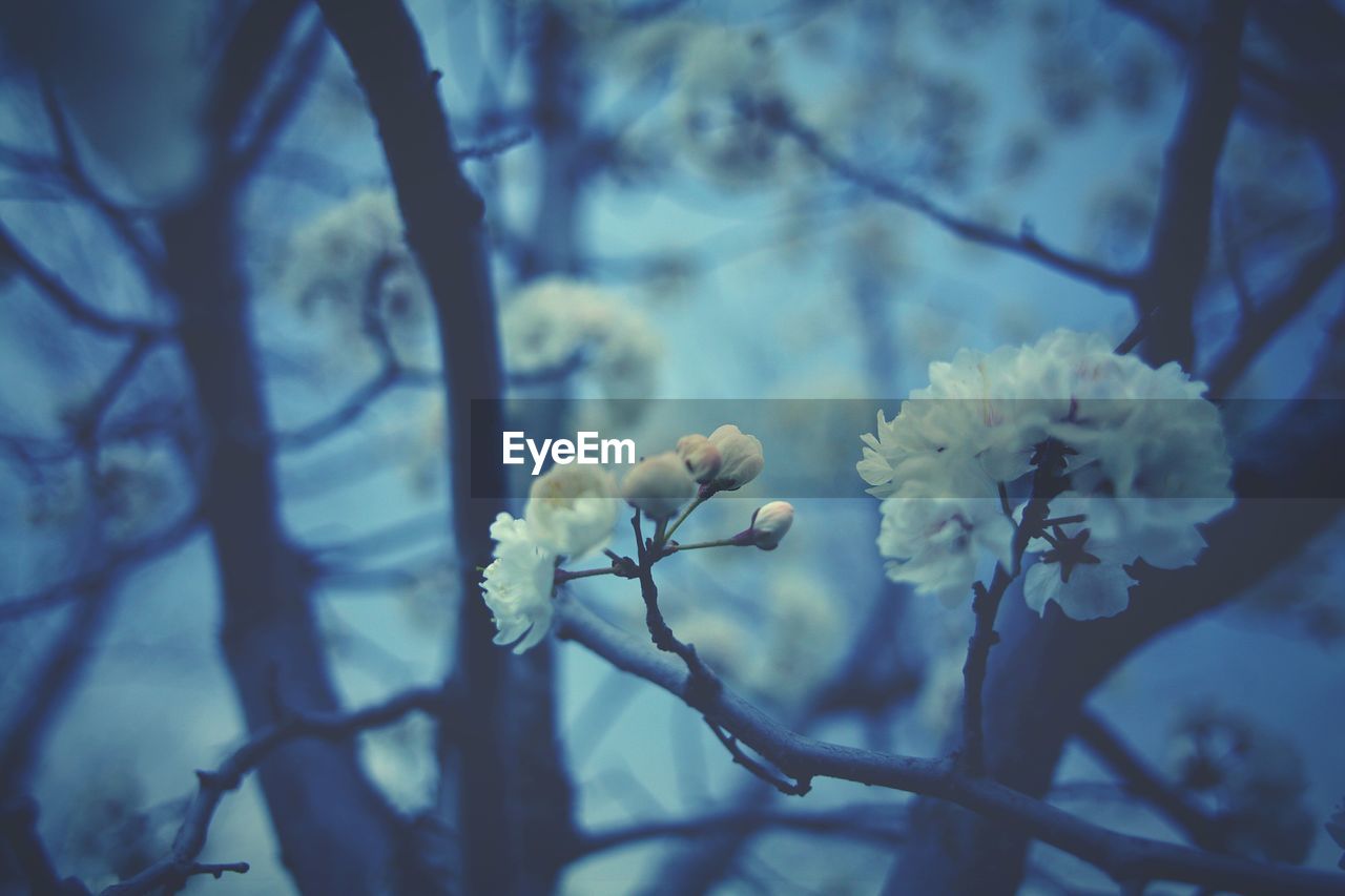 White apple blossoms in spring