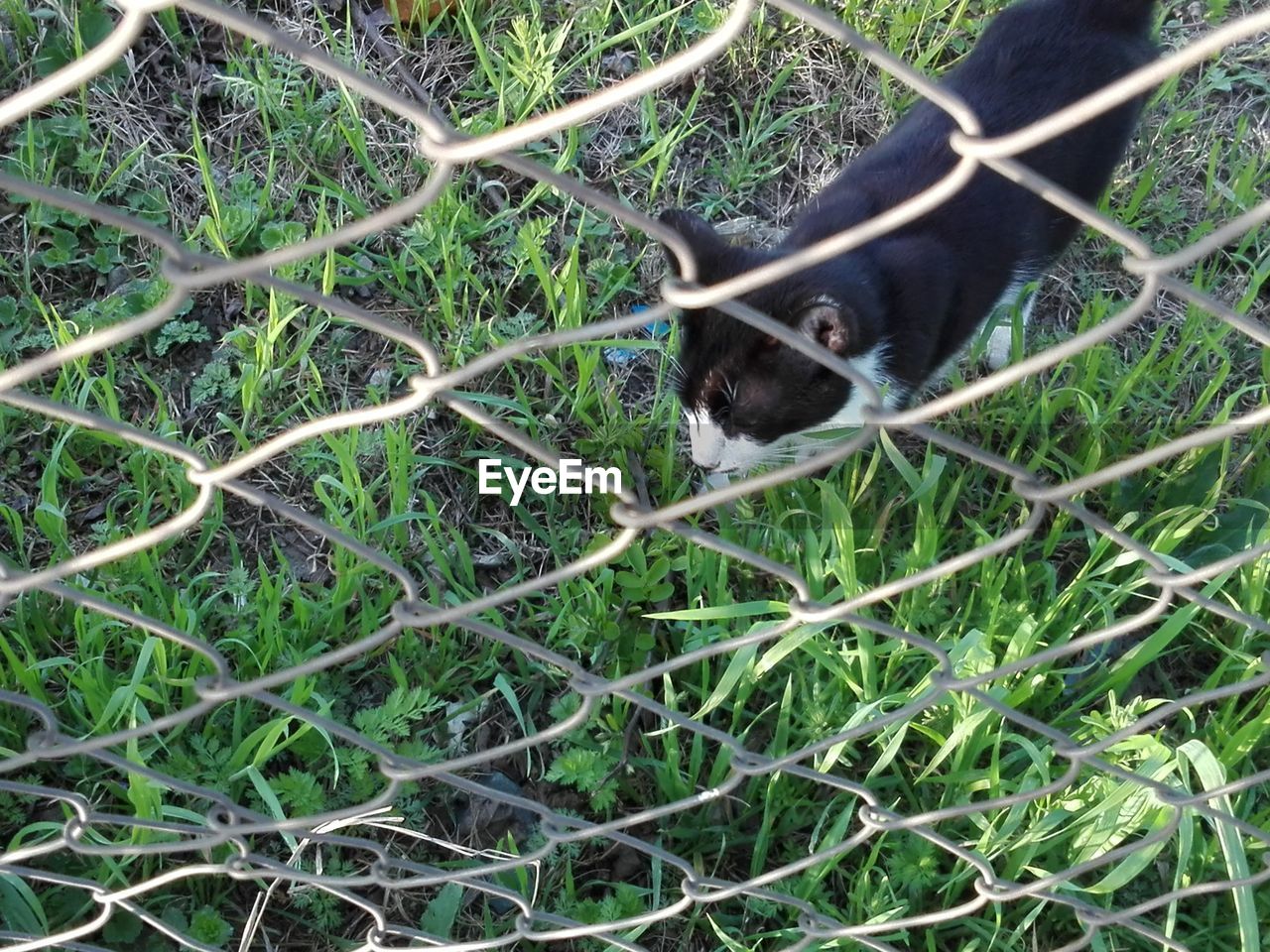 VIEW OF A CAT ON FENCE