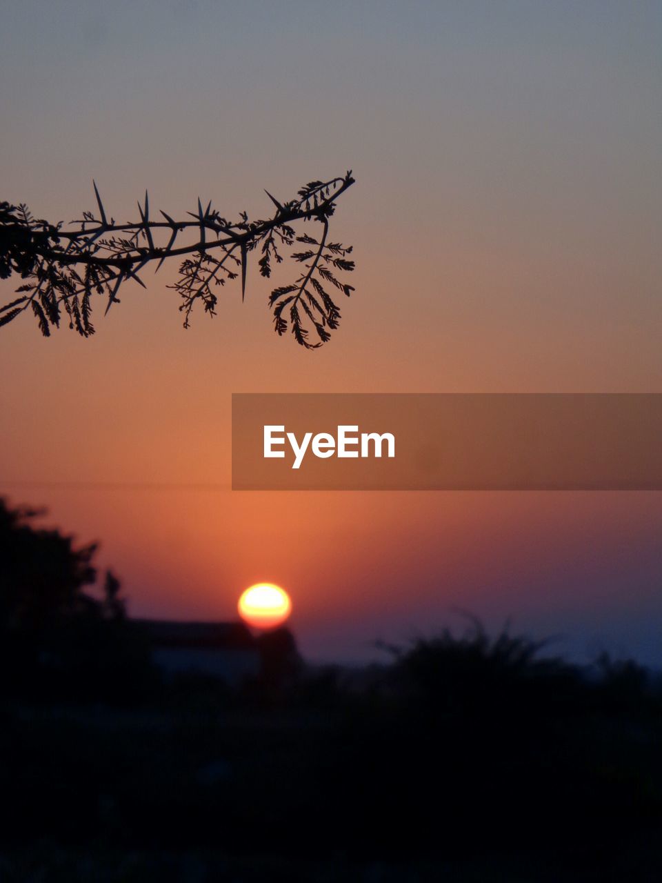 CLOSE-UP OF SILHOUETTE TREES AGAINST ROMANTIC SKY AT SUNSET