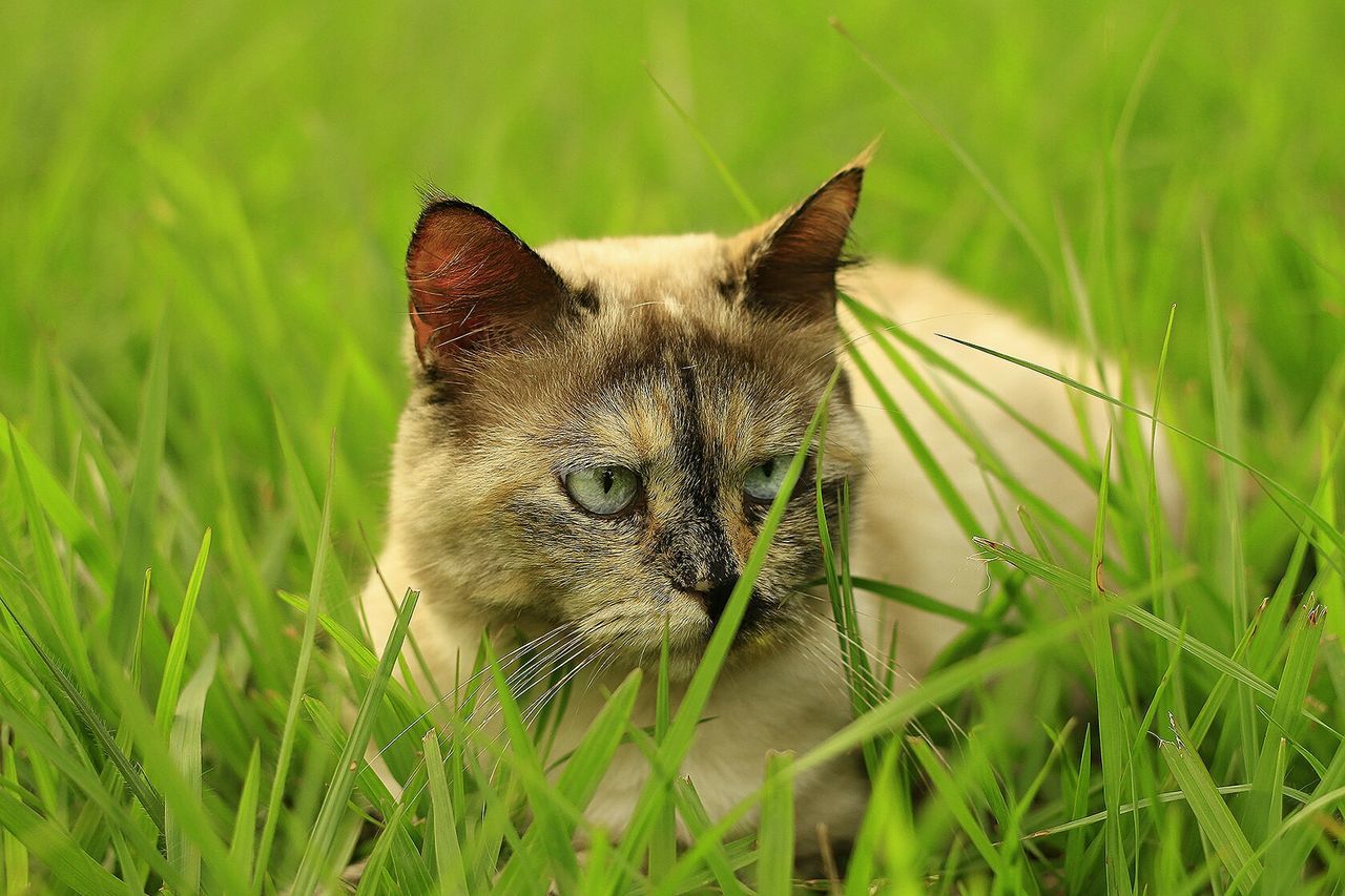 CLOSE-UP OF CAT ON GRASS