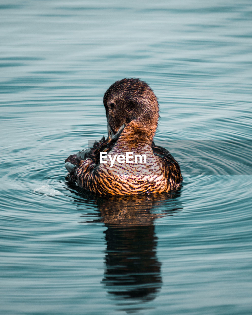 View of a duck