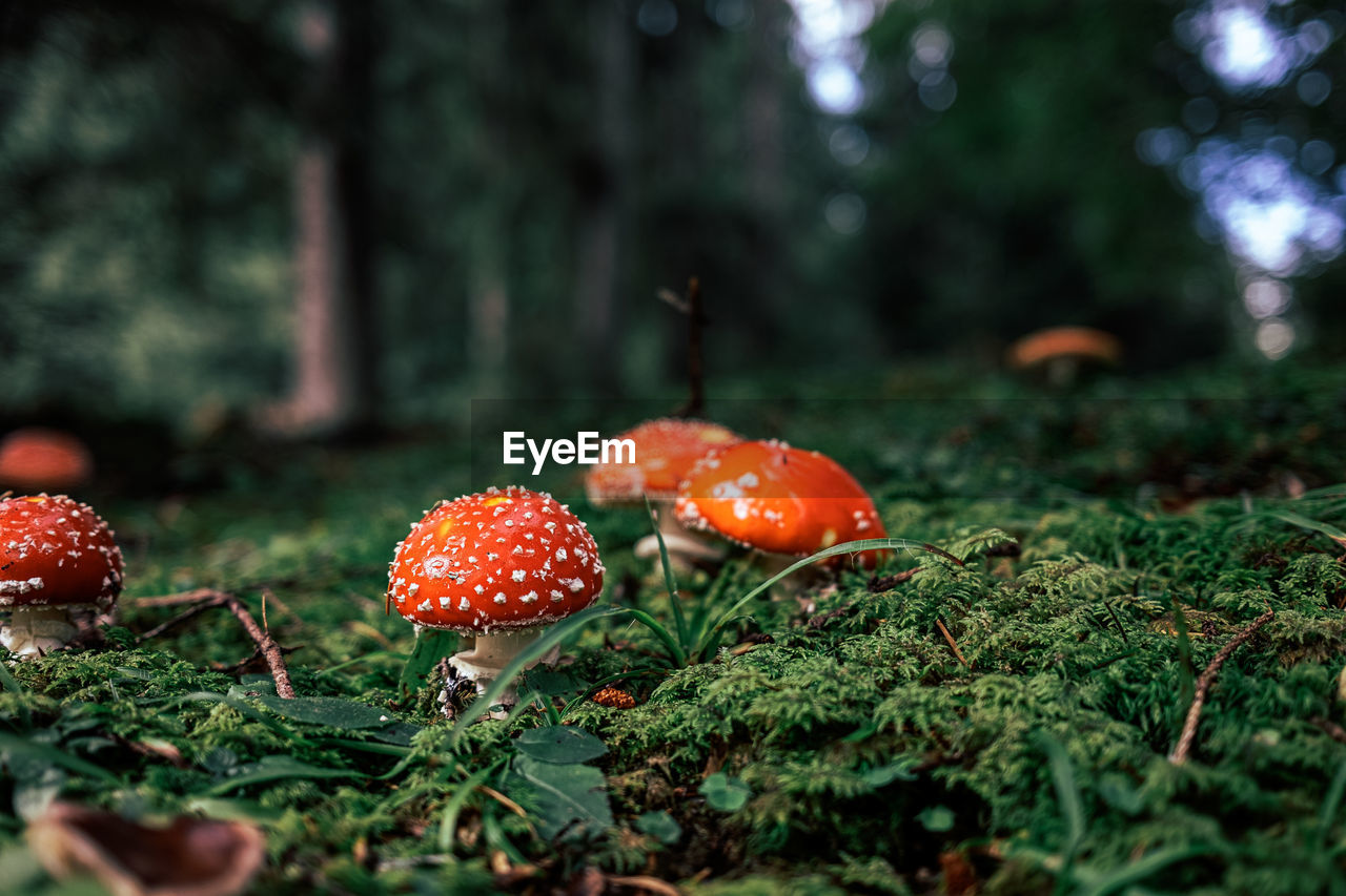 Close-up of fly agaric growing on field