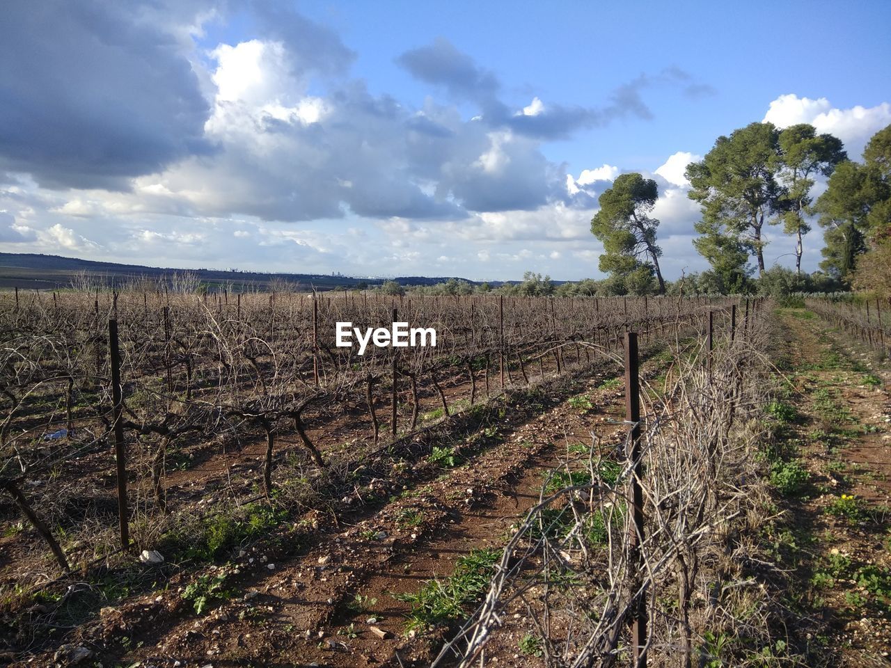 SCENIC VIEW OF VINEYARD