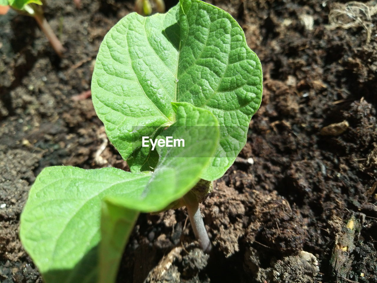 CLOSE-UP OF FRESH GREEN LEAF ON FIELD