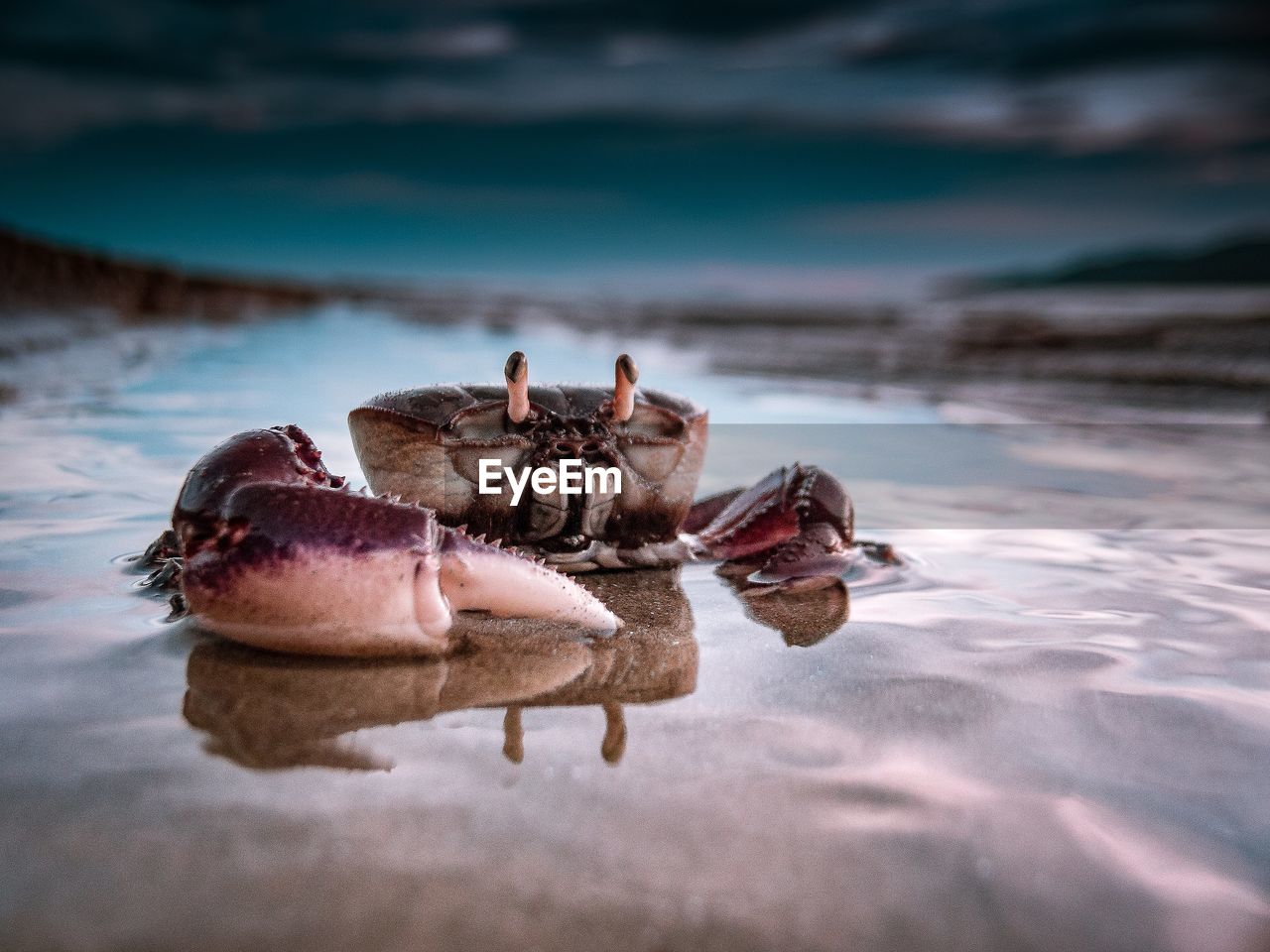 VIEW OF AN ANIMAL ON SEA