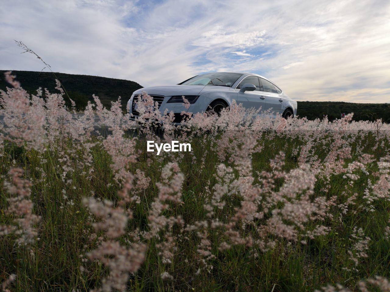 PLANTS GROWING ON FIELD AGAINST SKY