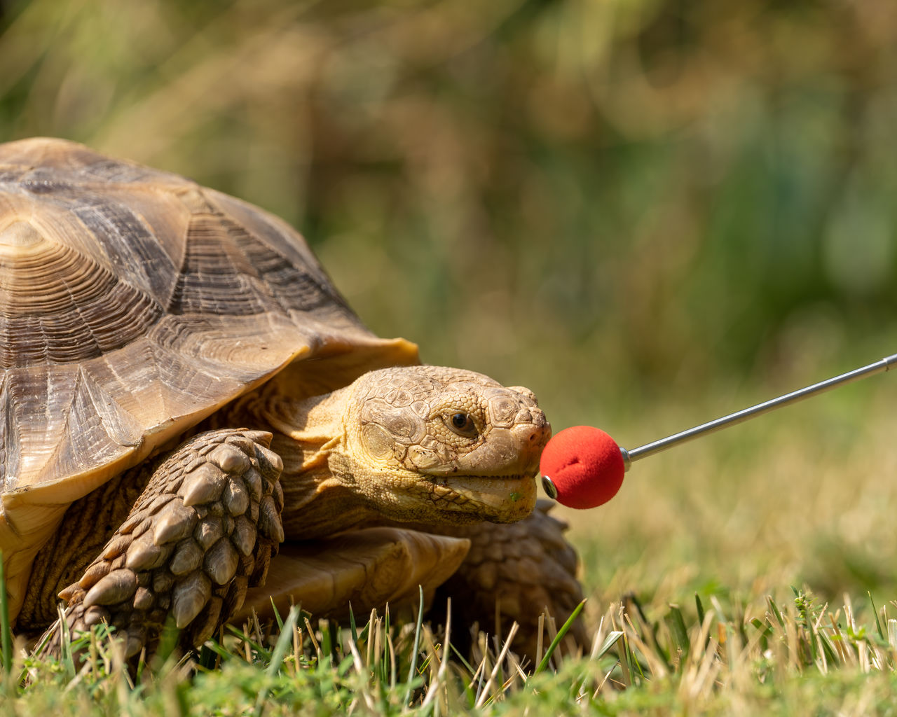 Target-training a sulcata tortoise.