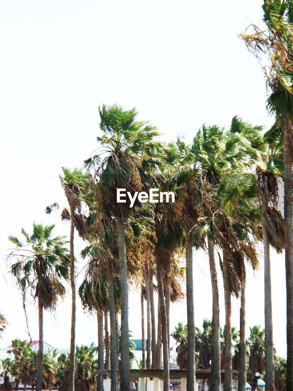 PALM TREES AGAINST CLEAR SKY