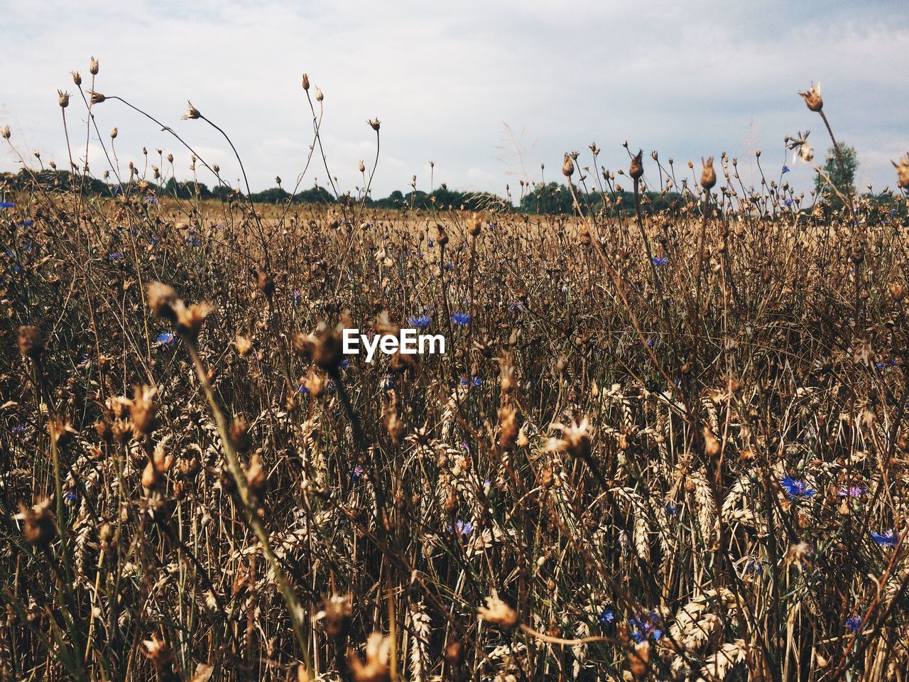 Close-up of dried flowers on field against clear sky