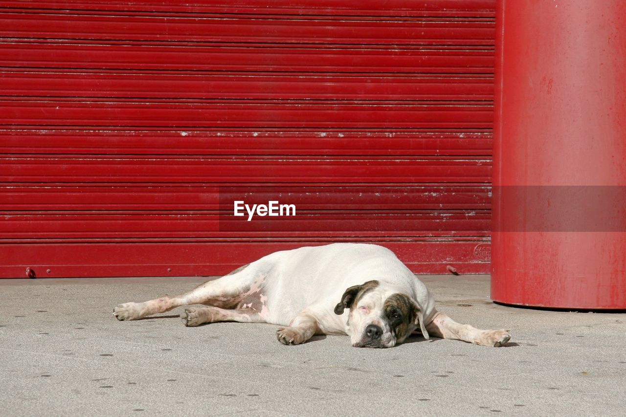 Dog resting on footpath