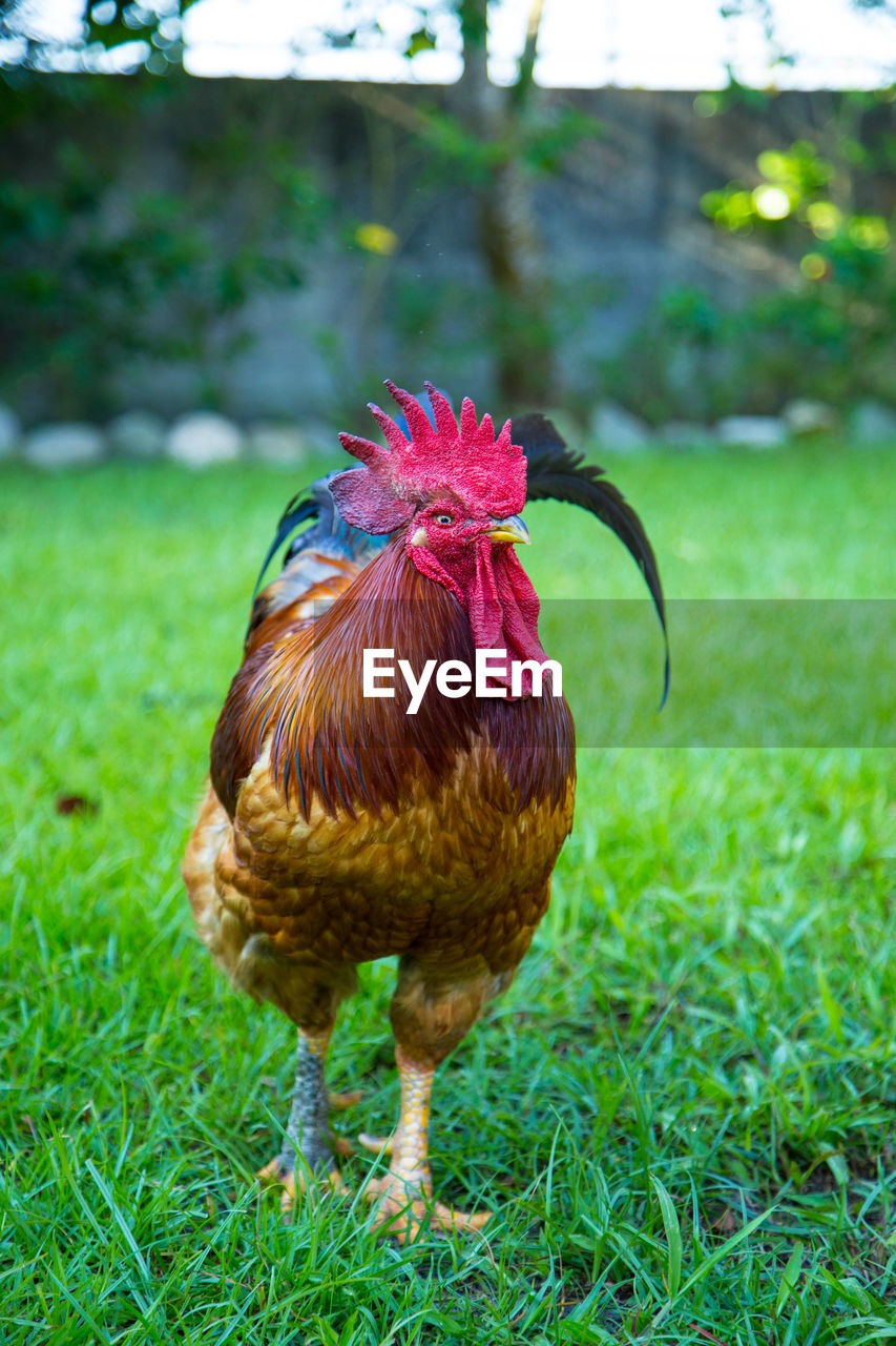 Close-up of rooster on grassy field