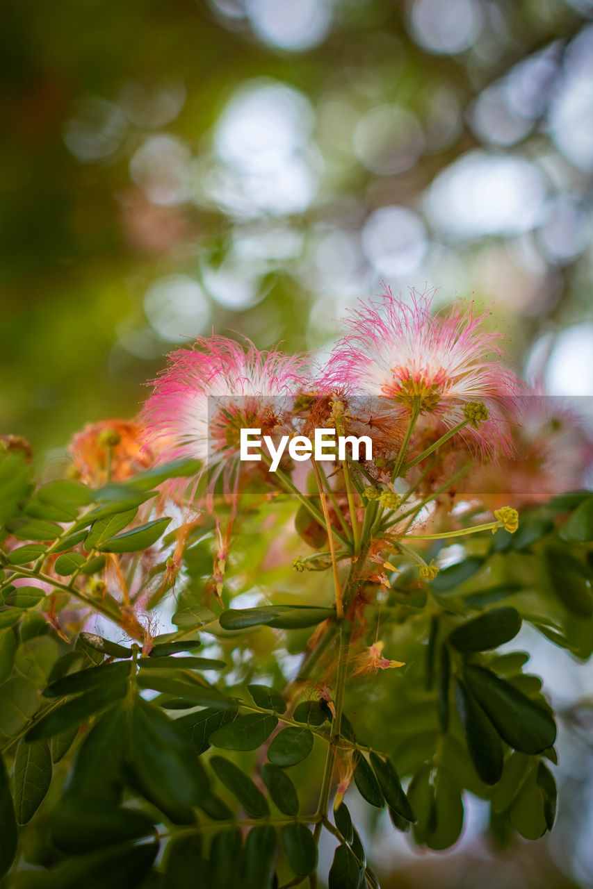 CLOSE-UP OF FLOWERING PLANT