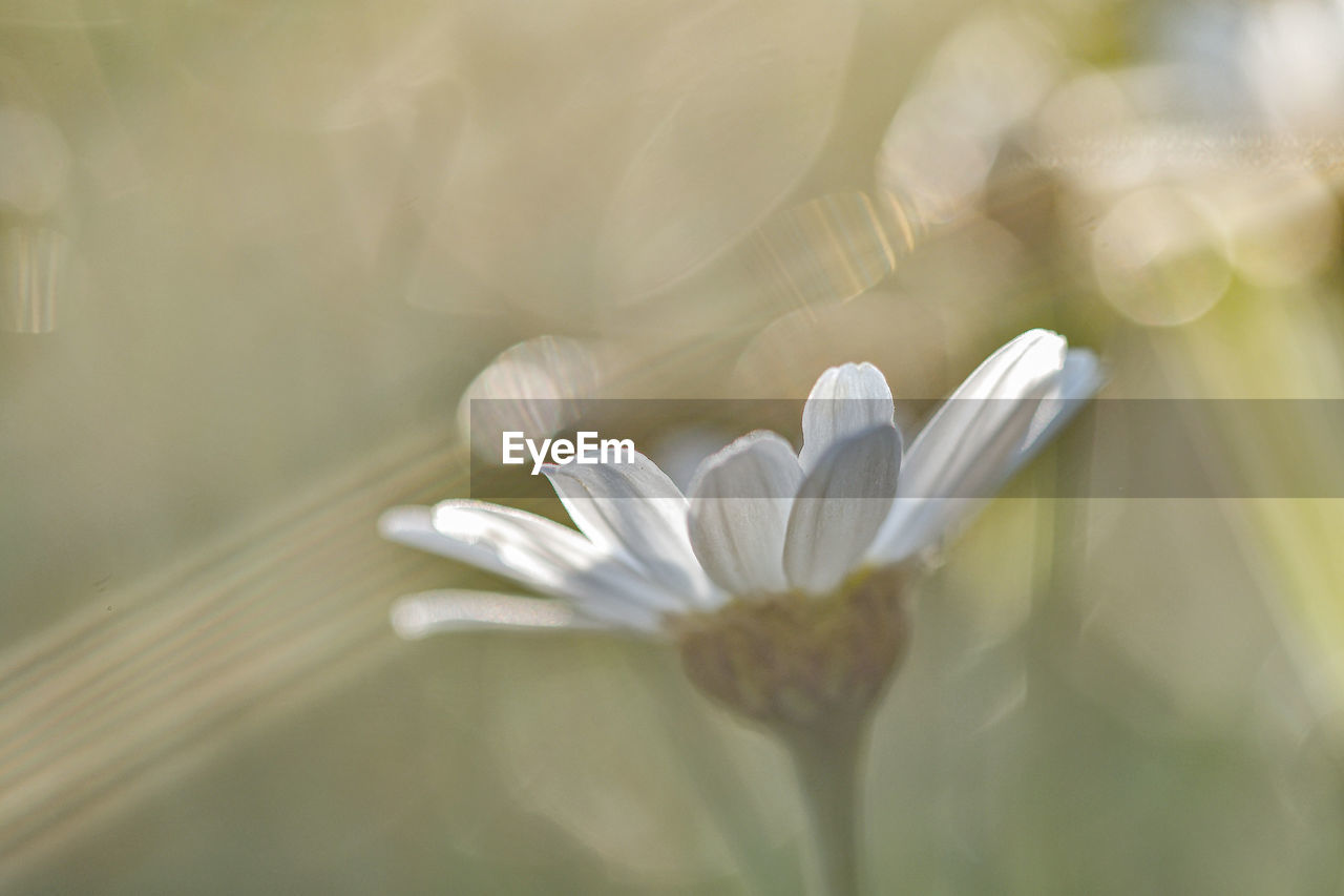 Close-up of white flowering plant