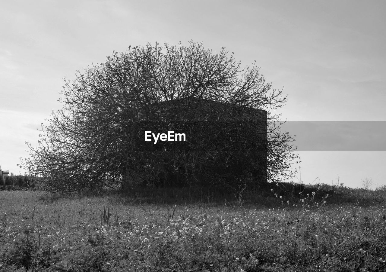 TREE IN FIELD