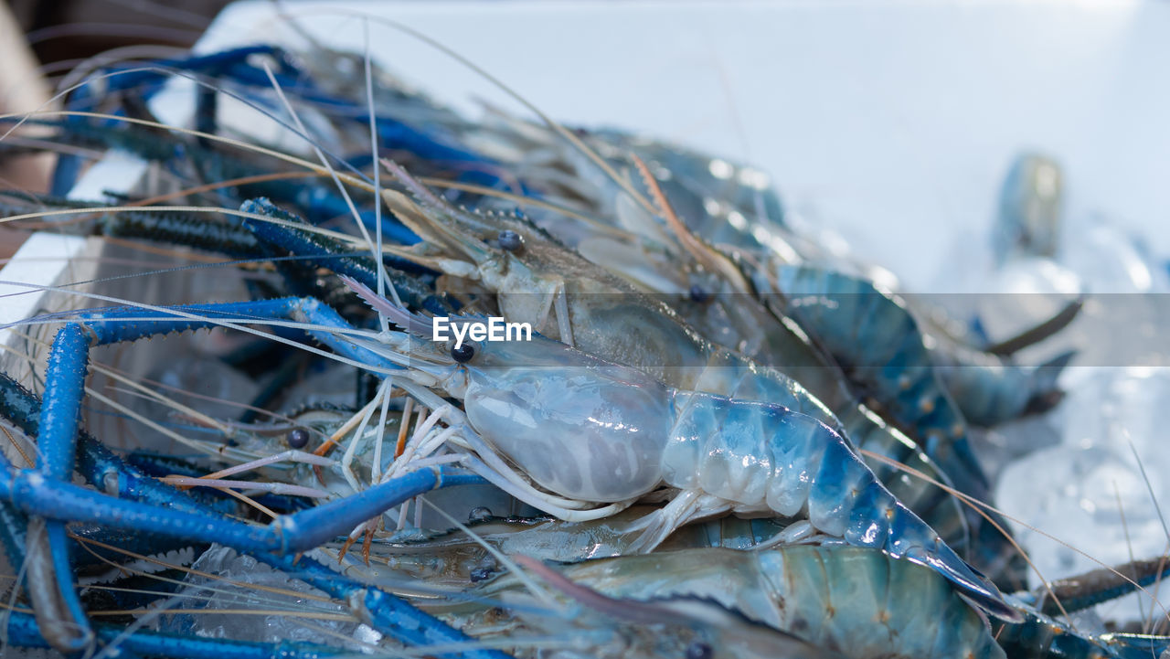 CLOSE-UP OF FISH ON ICE CREAM