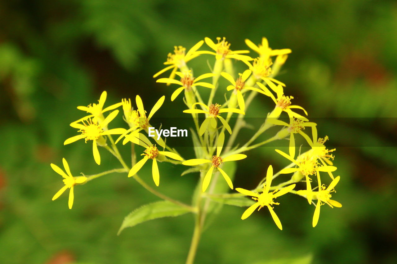 CLOSE-UP OF FLOWERS