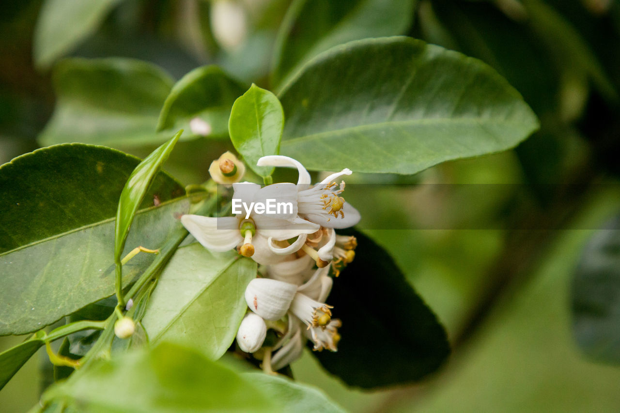 CLOSE-UP OF INSECT POLLINATING ON FLOWER