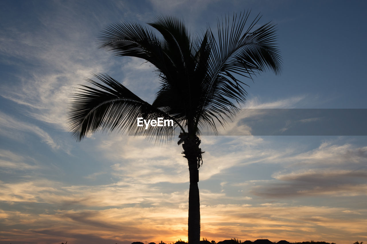 Low angle view of silhouette palm tree against sky during sunset