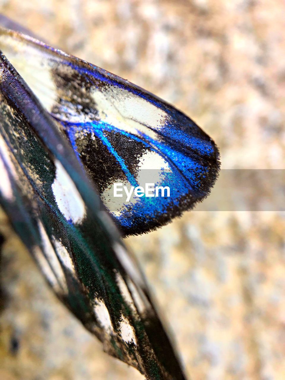 CLOSE-UP OF BUTTERFLY ON A METAL
