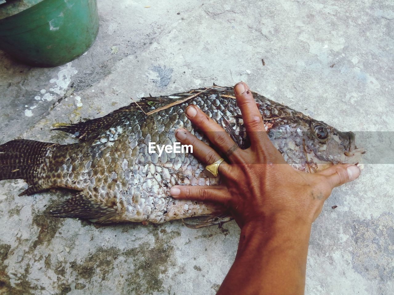 HIGH ANGLE VIEW OF HAND HOLDING FISH AT SHORE