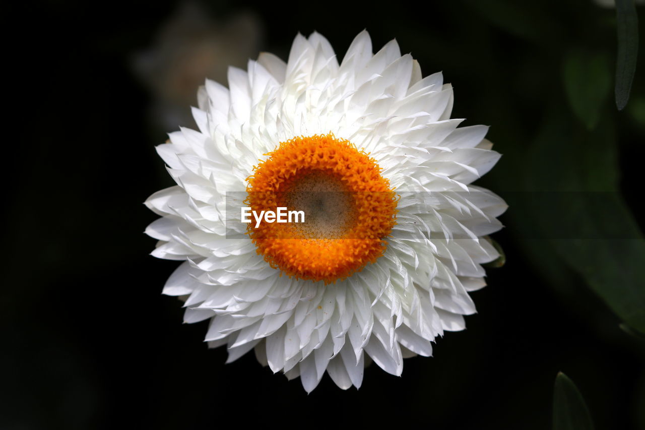 CLOSE-UP OF WHITE DAISY