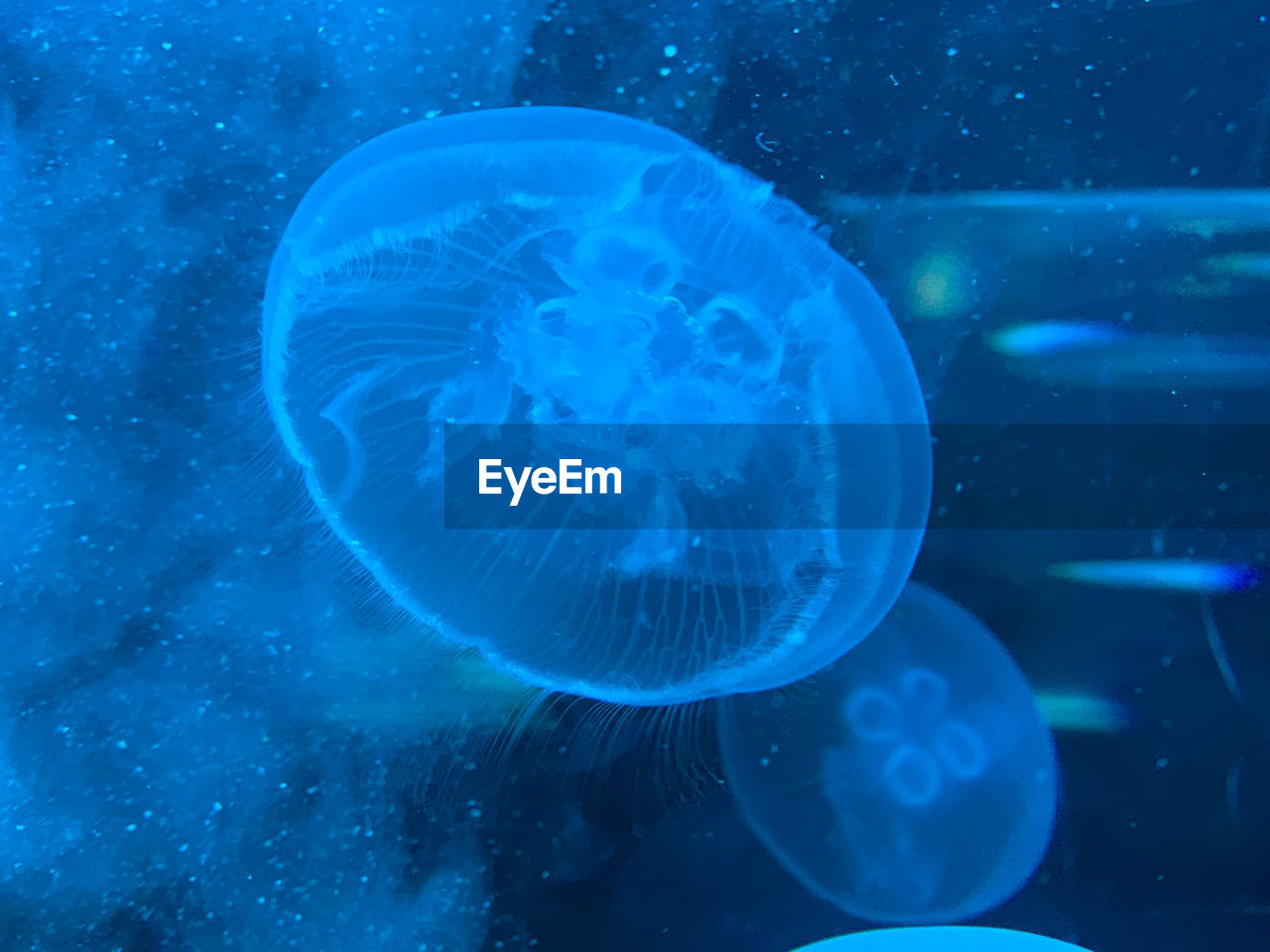 CLOSE-UP OF JELLYFISH AGAINST BLUE SEA