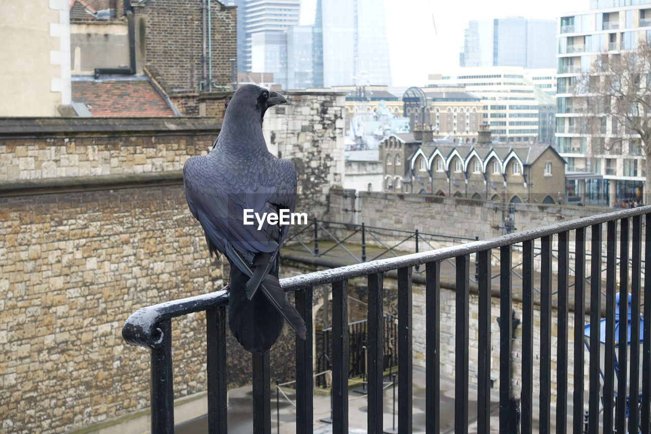 PIGEONS PERCHING ON RAILING AGAINST BUILDINGS