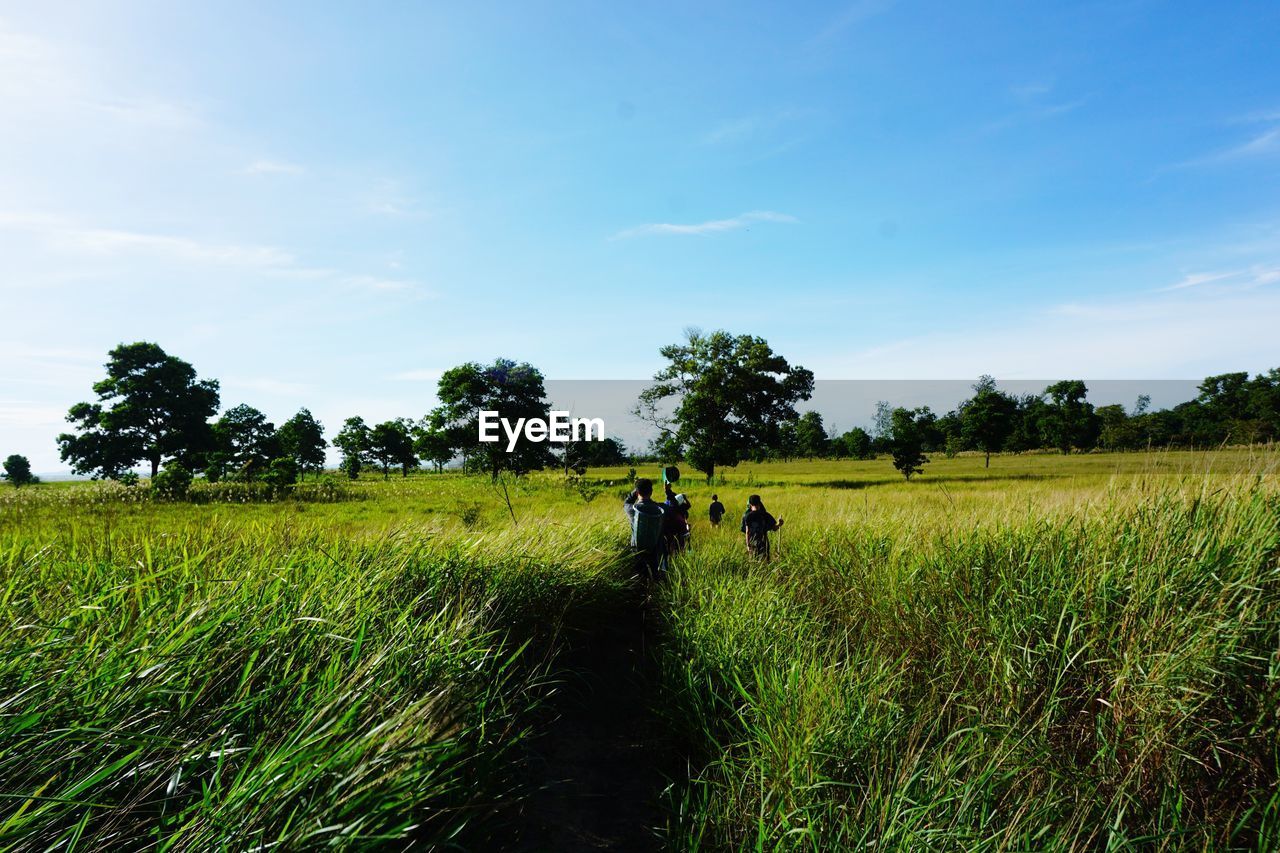 Open field with green grass under the blue sky.