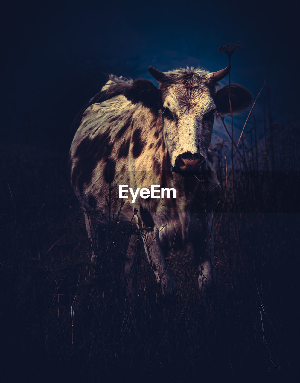 animal, animal themes, mammal, one animal, cattle, animal wildlife, domestic animals, livestock, no people, looking at camera, nature, portrait, wildlife, horned, animal body part, plant, darkness, pet, outdoors, land, grass, standing, field