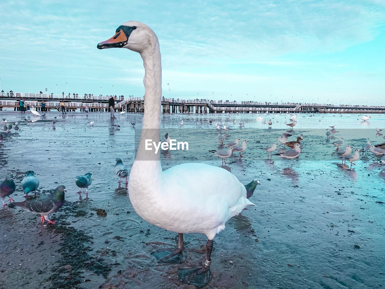 Swan on a lake