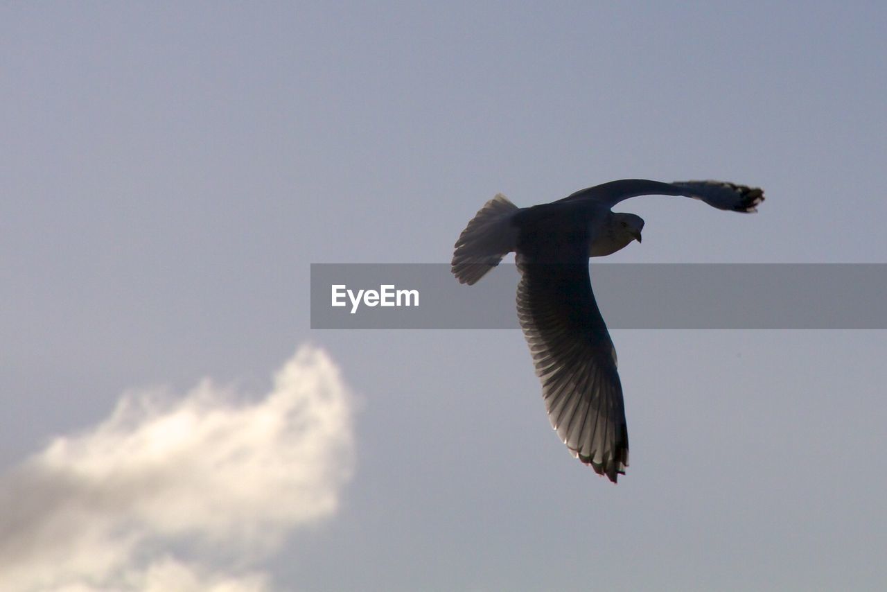 Low angle view of bird flying against clear sky