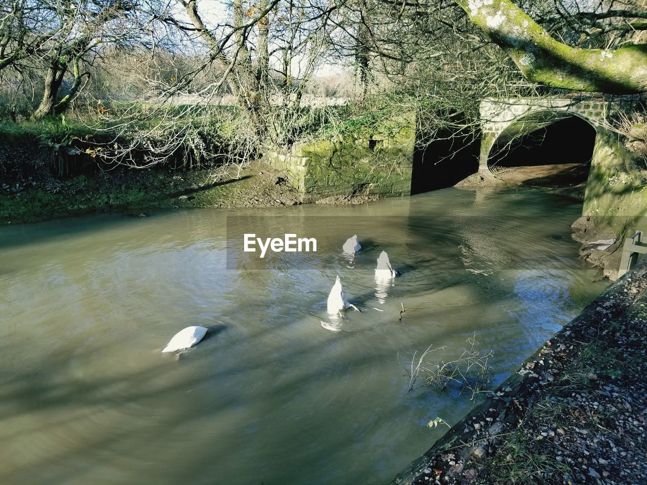 SWANS SWIMMING IN WATER