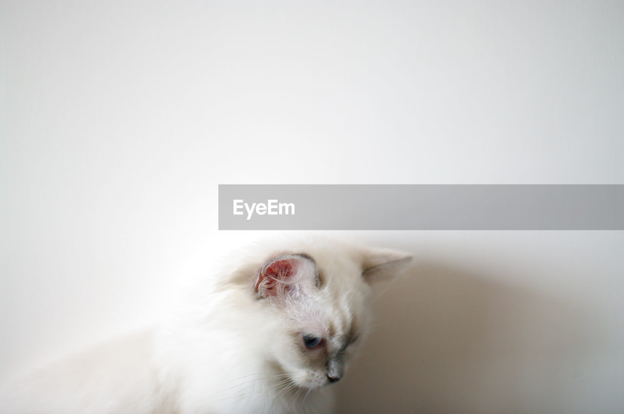 Kitten looking down at home against white wall