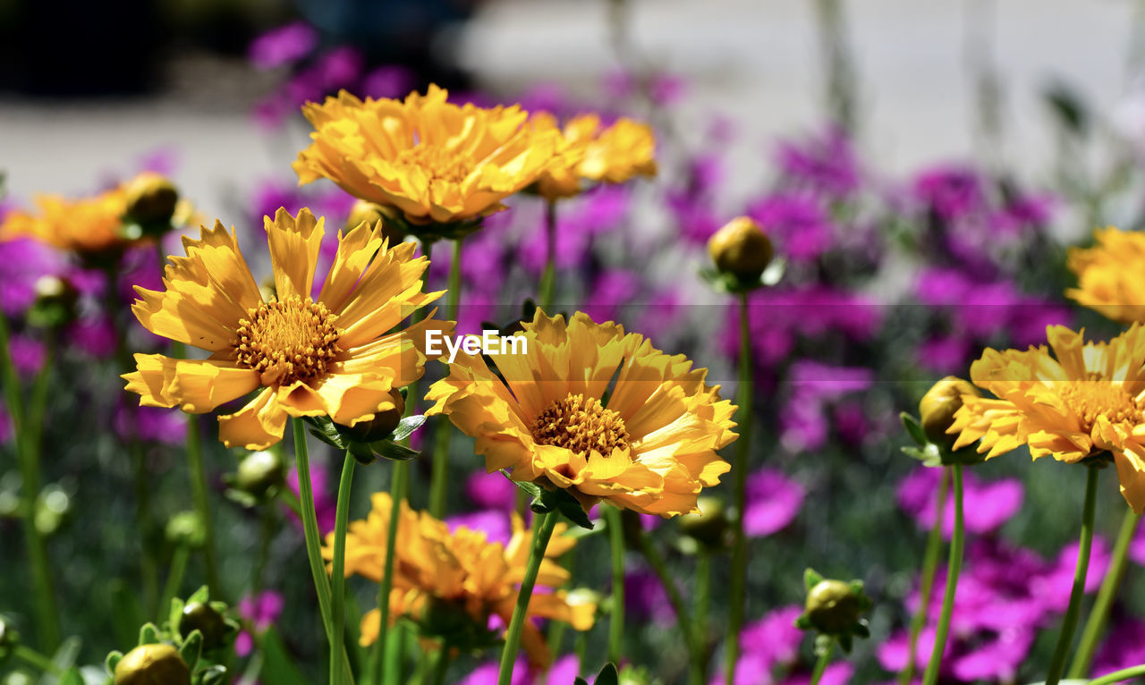 Close-up of yellow flowering plant