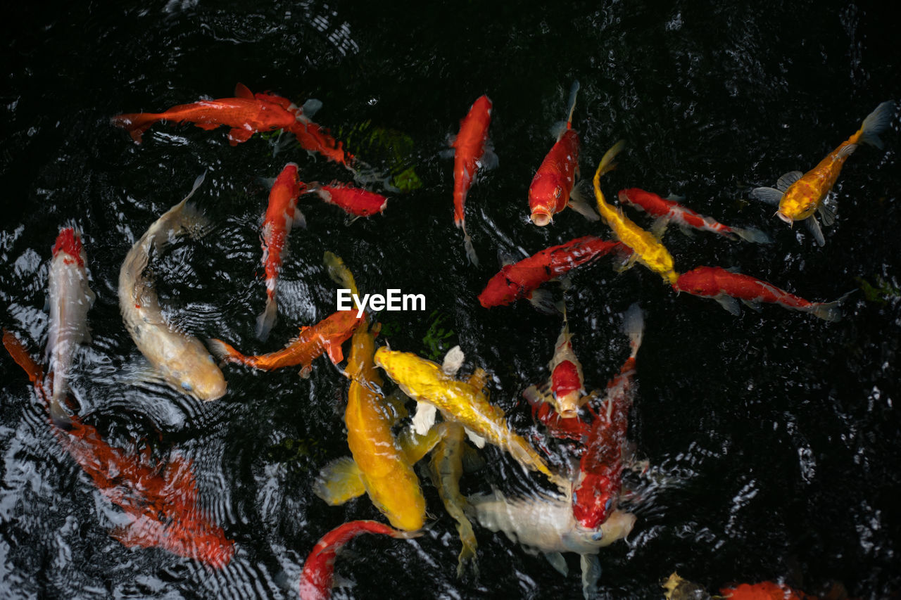 Koi swimming in a water garden,fancy carp fish,koi fishes,koi . koi fish are red,orange.