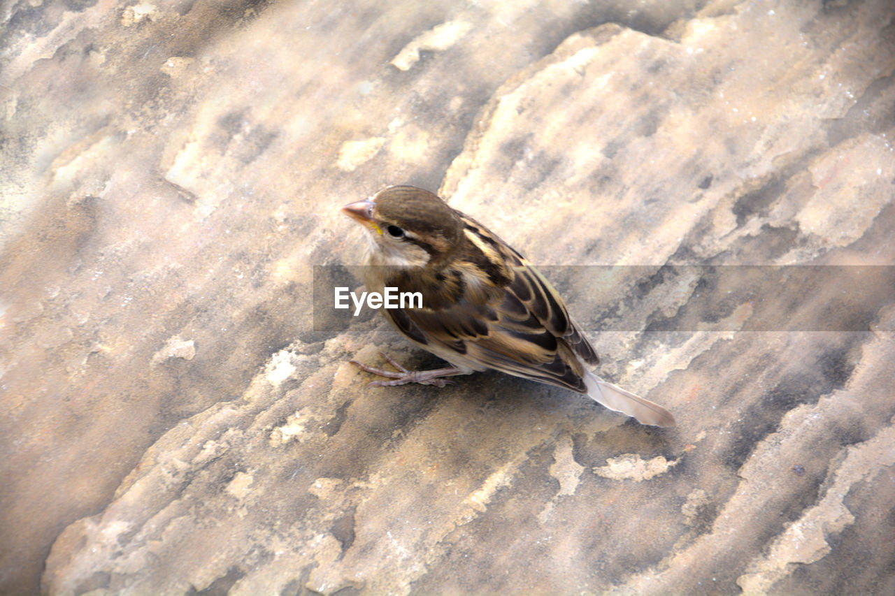 HIGH ANGLE VIEW OF A BIRD ON LAND