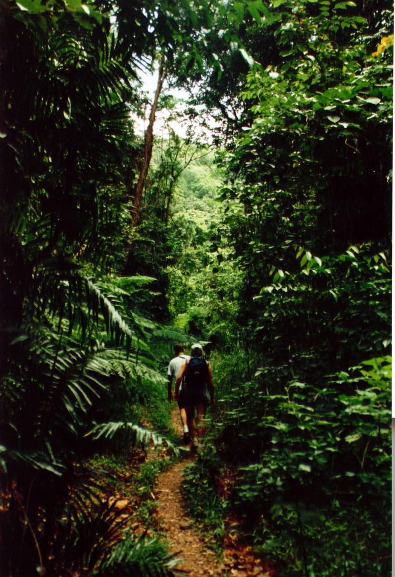 VIEW OF TREES IN PARK