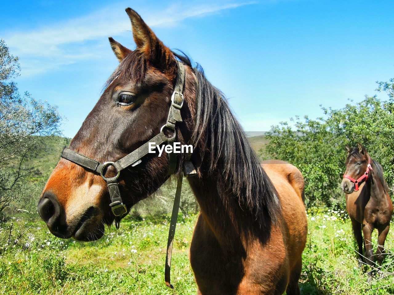 Close-up of horse on grassy field