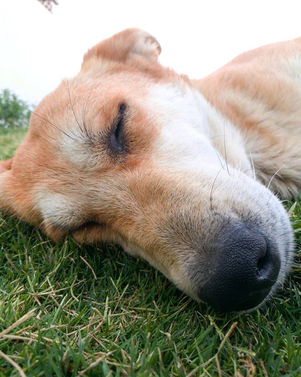 DOG LYING ON GRASS