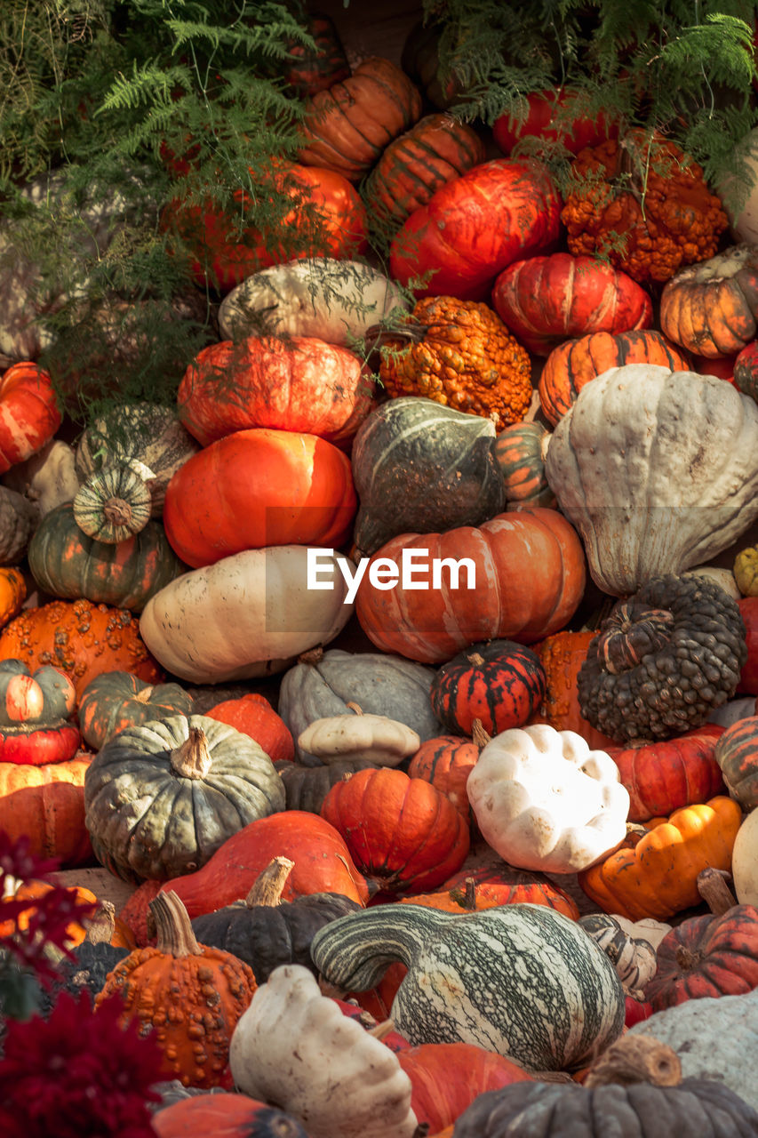 High angle view of pumpkins in market