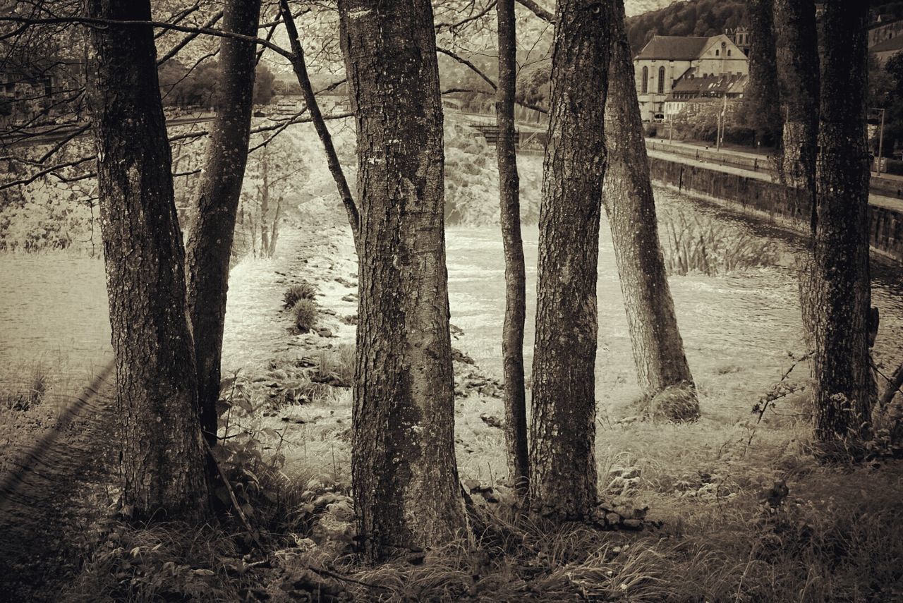 VIEW OF BARE TREES IN FOREST