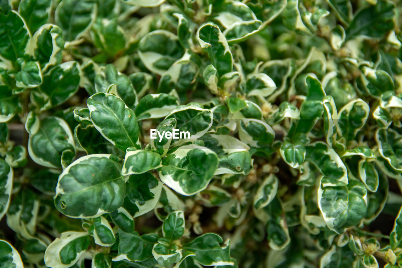 Full frame shot of plants