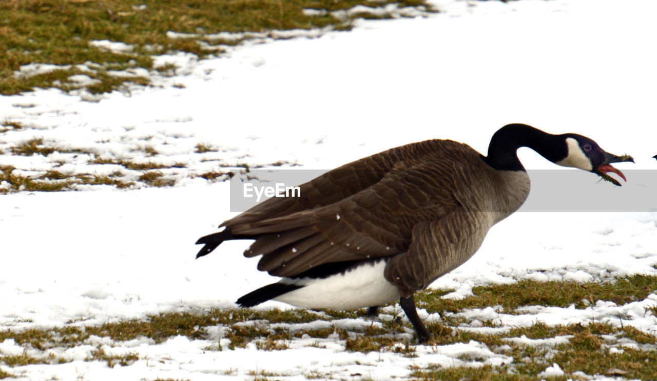 SIDE VIEW OF A BIRD ON SNOW FIELD